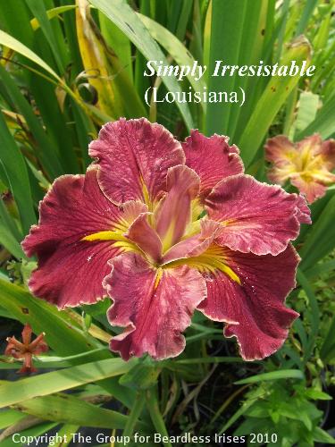 Simply Irresistable